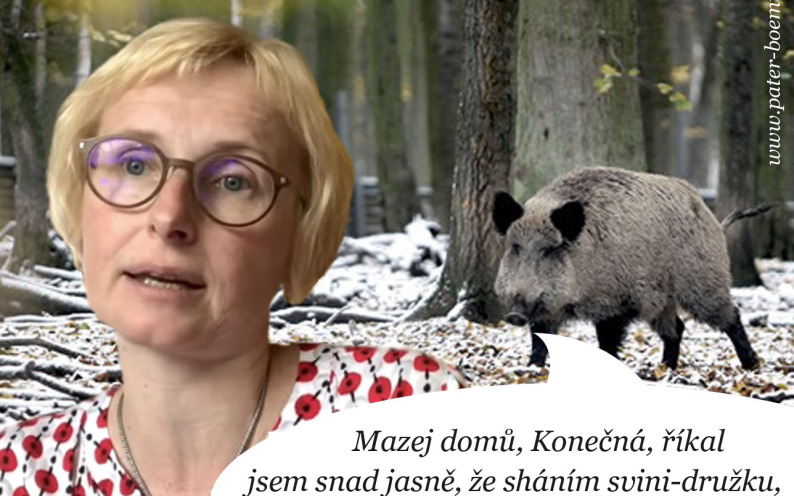 Pater Boemus, humoristicko vzdělávací magazín, #wavrovsky, Wavrovský, kňour, kančí říje, Kateřina Konečná KSČM, bachyně, svině komunisti