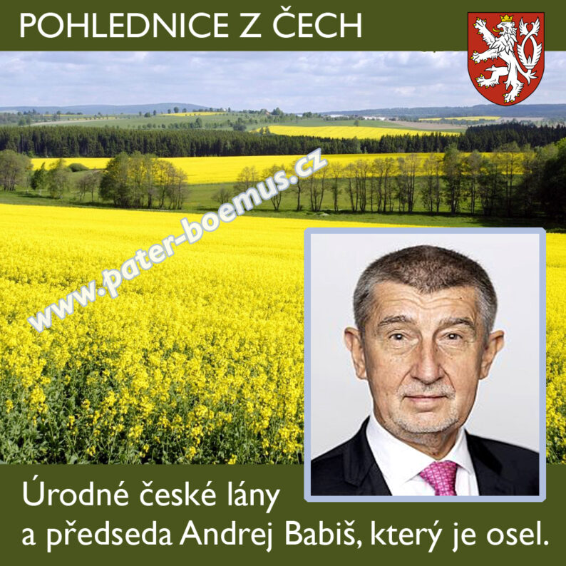 Babiš osel, úrodné lány, pohlednice z Čech, řepková pole